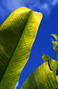 leaves of banana