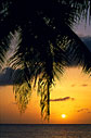 golden sunset